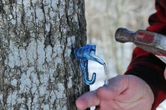 maple-tapping-blue-spile-running-drip small flipped b