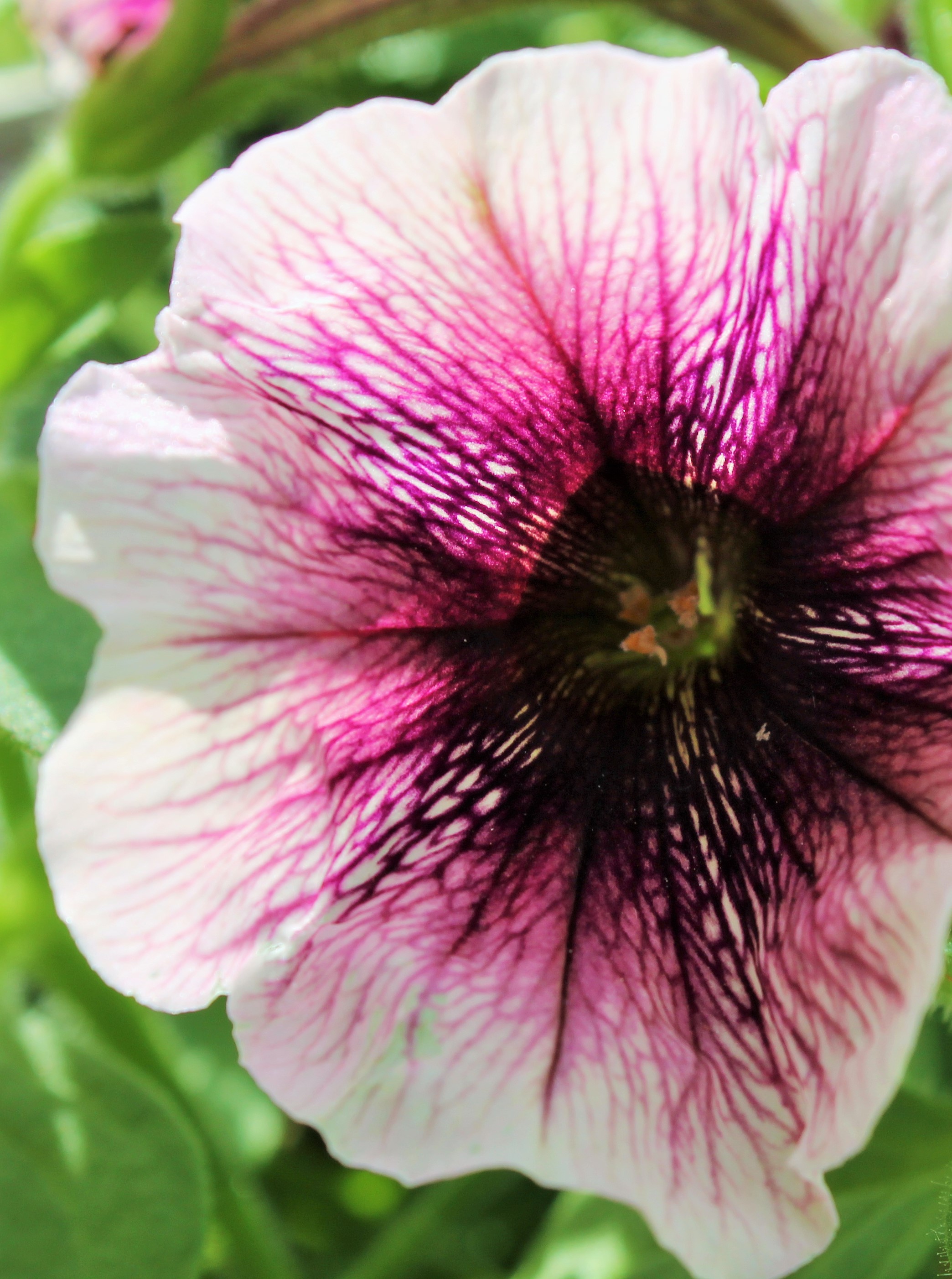 petunia up close